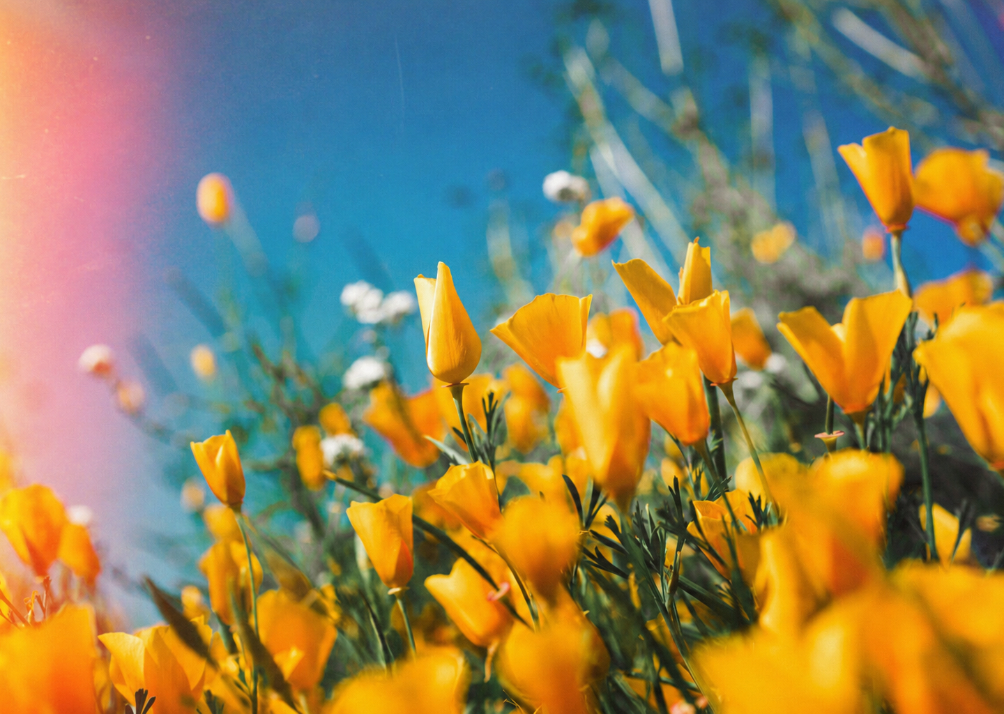 Yellow flowers