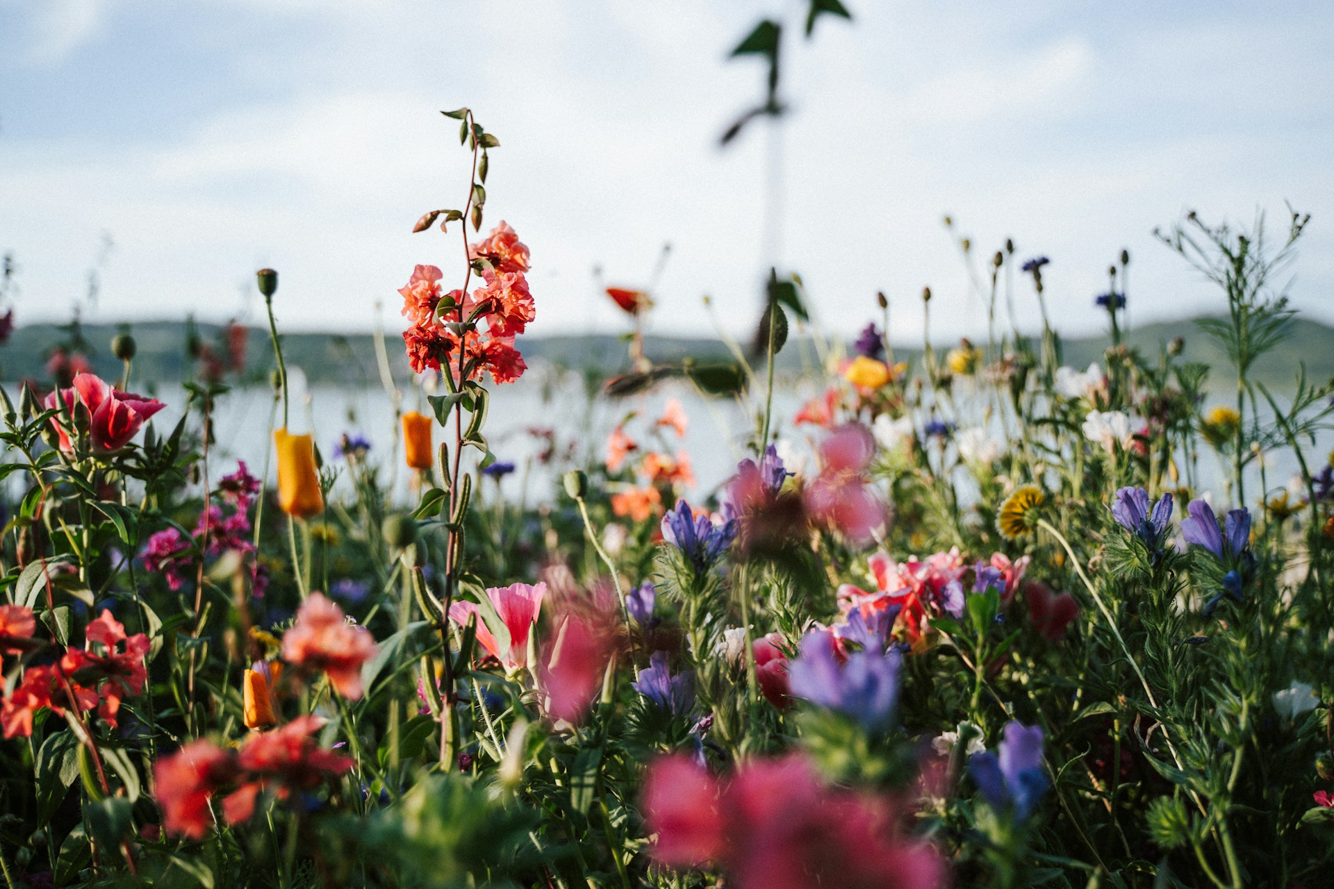 Flowers