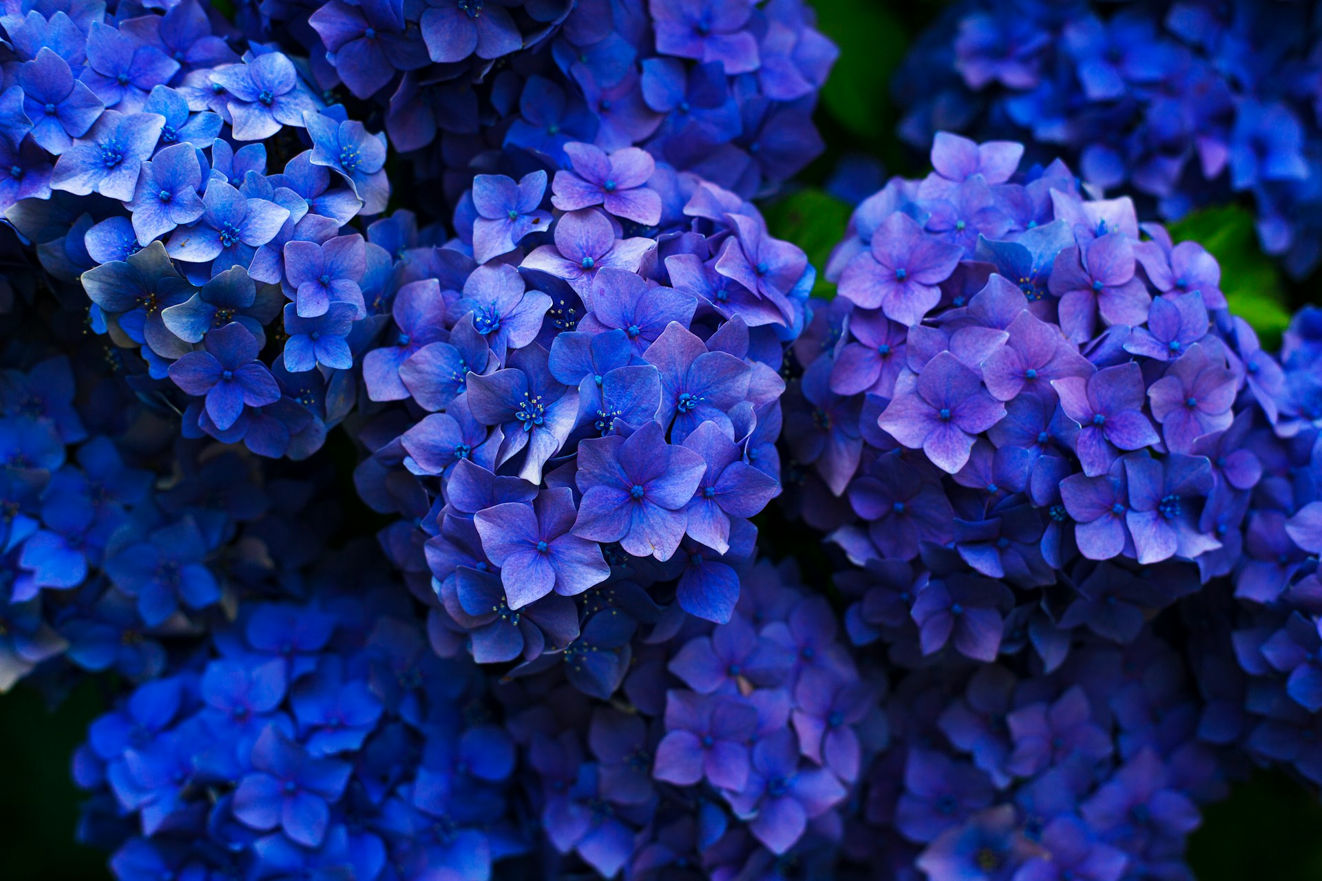 Blue flowers