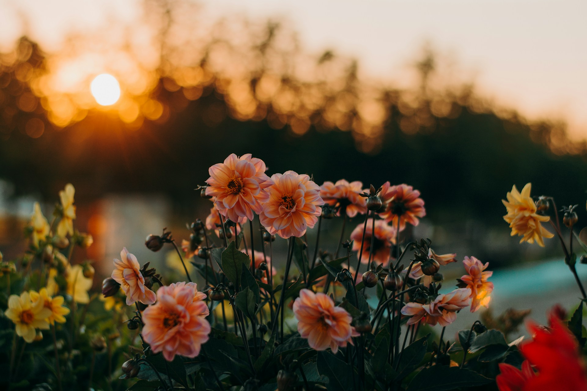 Flowers at sunset