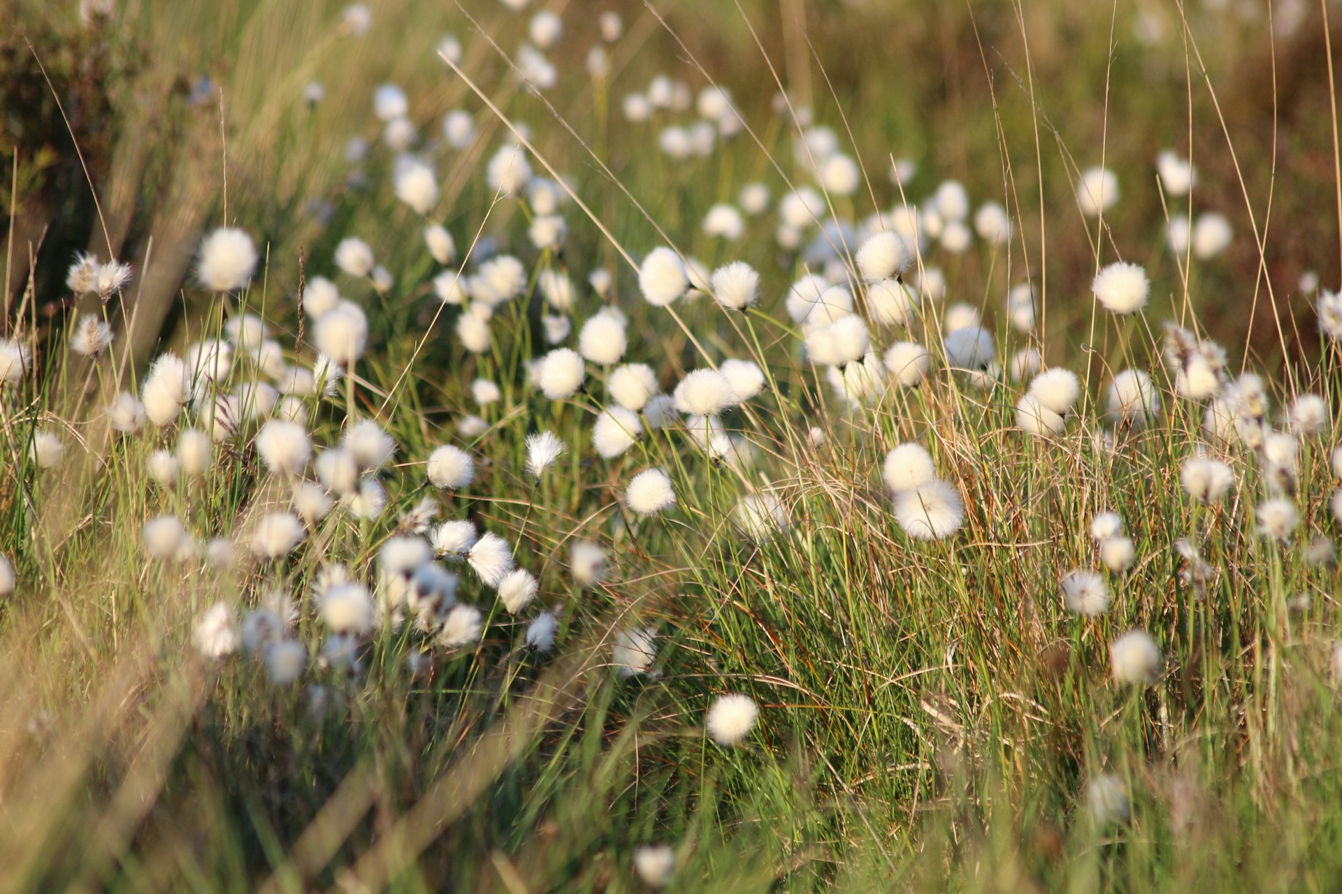 White wildflowers