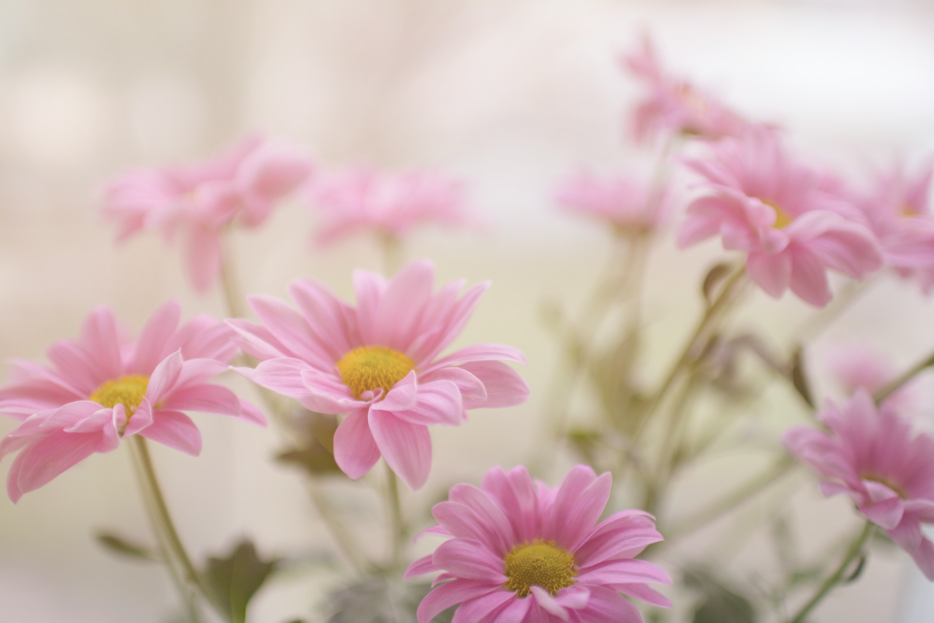 Pink flowers