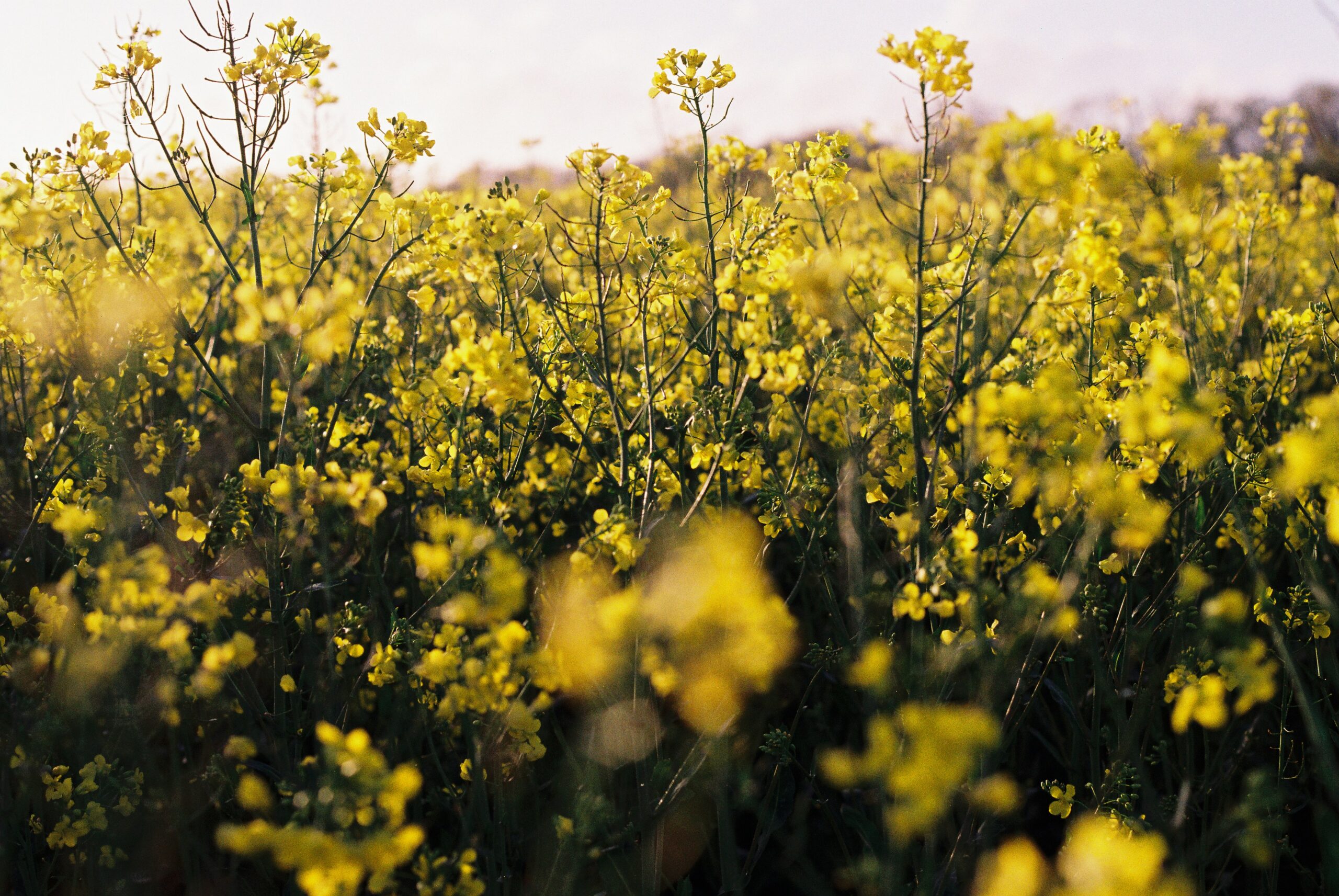 Yellow wildflowers