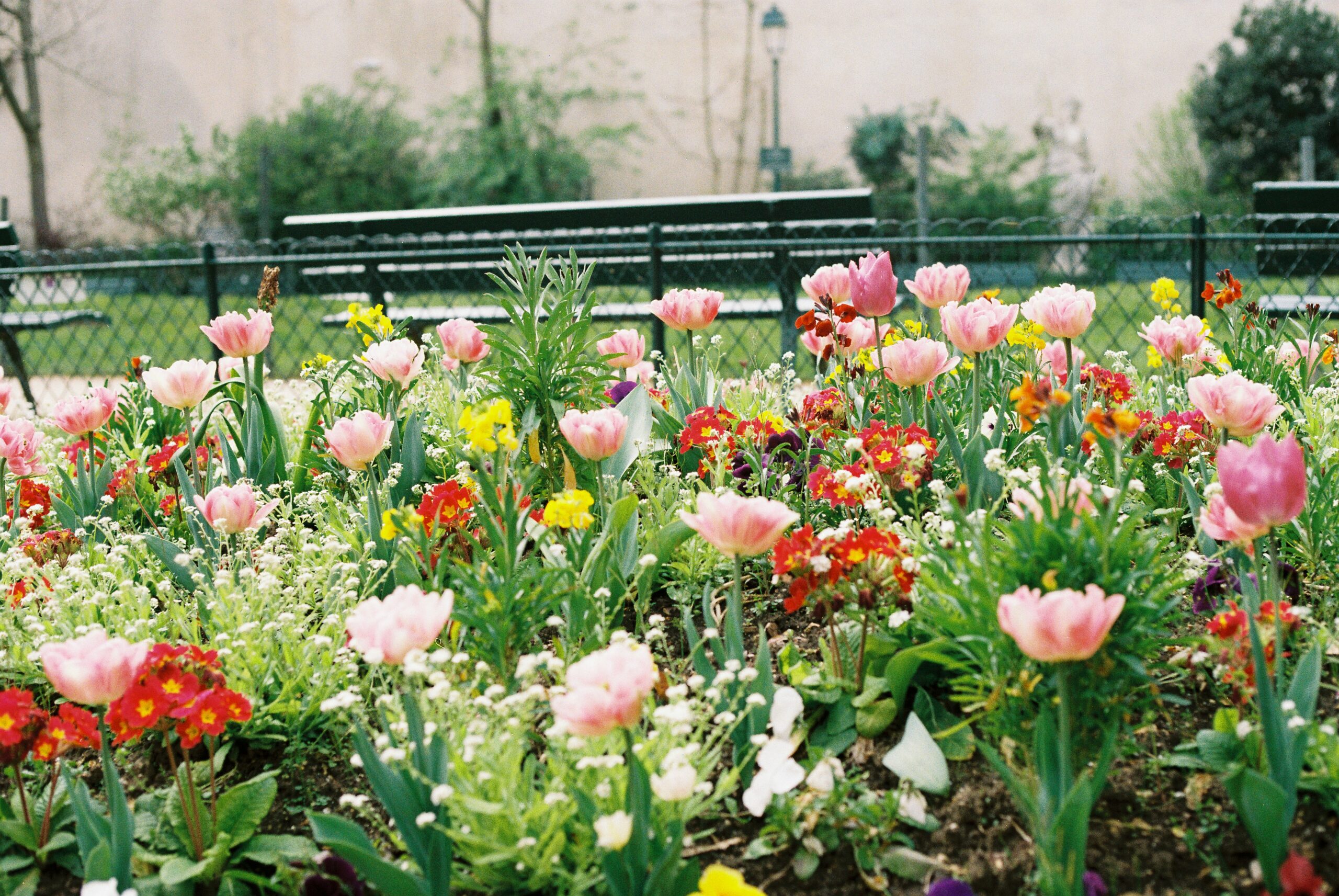 Flowers