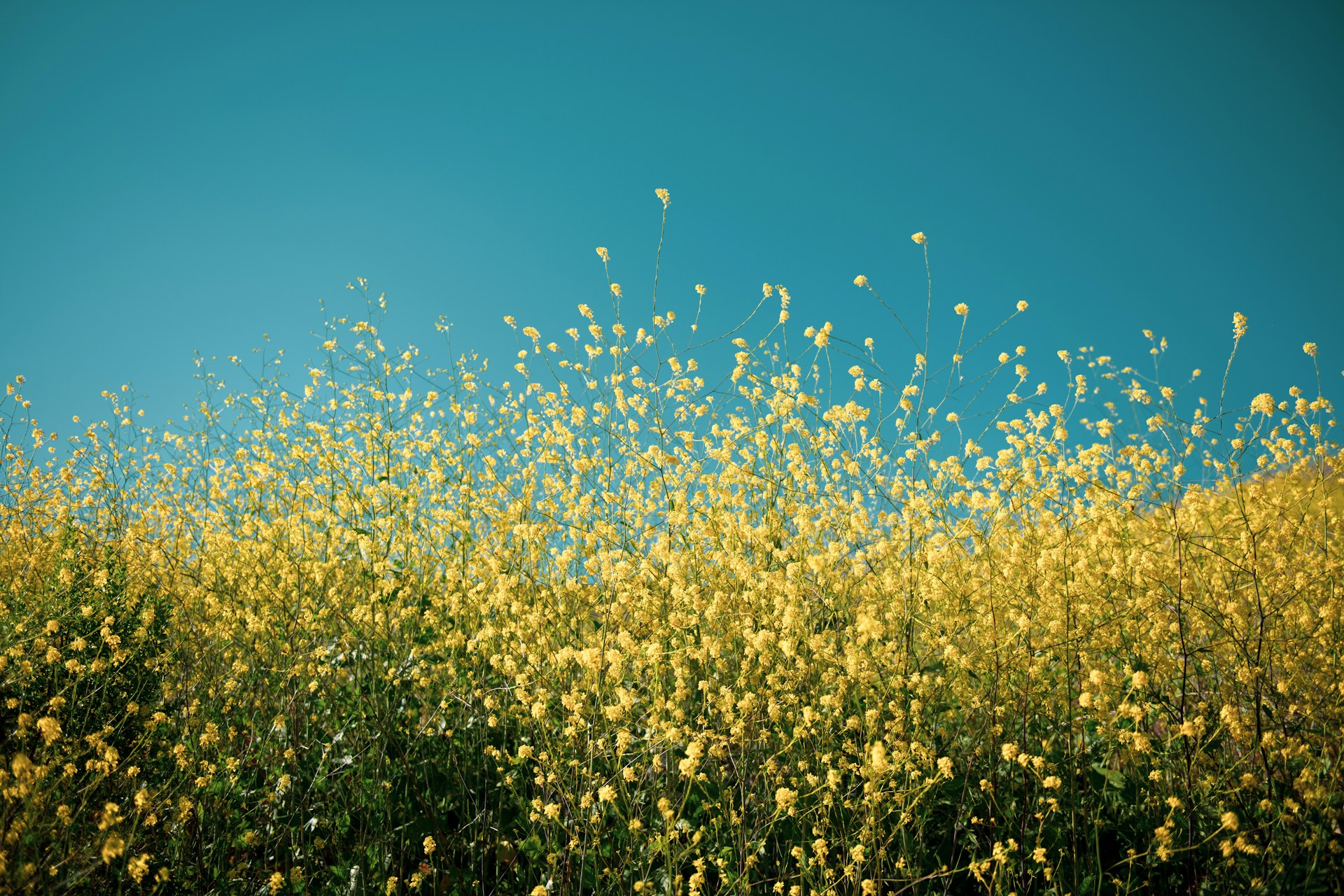 Yellow wildflowers